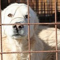 Raccolti 3500 euro per salvare gli animali del Dogs's Hostel di Trani