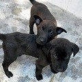 Perreras spagnole, Trani si mobilita per salvare i cani