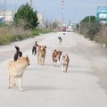 Portami con te, al via la campagna per l'adozione di cani randagi