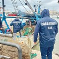 Porto di Trani, nuovo blitz contro la vendita abusiva di pesce