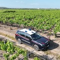 Carabinieri di Trani: arresti domiciliari per tre uomini dopo furto di 15 quintali di uva