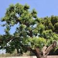 Il carrubo è salvo: l'albero secolare di via Duchessa d'Andria torna a respirare