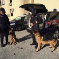 Operazione straordinaria dei Carabinieri di Trani, quattro denunce ed un arresto per armi e droga