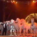 Circo a Trani, Togni replica al comitato difesa animali
