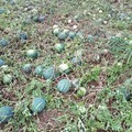 Grandinata in Puglia, danni su frutteti e campi di angurie e meloni