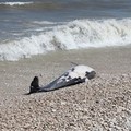 Delfino spiaggiato in prossimità dell'ex mattatoio cittadino