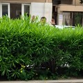 Domenico Briguglio | Verde pubblico e incuria a Trani, la denuncia del consigliere di Puglia Popolare: “Manca programmazione, soldi pubblici da monitorare”