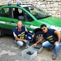 Corpo forestale, rinvenute in Villa 10 tartarughe protette