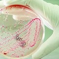 Escherichia Coli nei reflui, Acquedotto Pugliese si difende