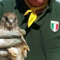 Giovane esemplare di falco grillaio ritrovato nelle periferie di Trani