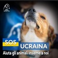 Emergenza animali in Ucraina, le iniziative della Lega del Cane Trani