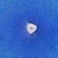 Un Ufo nel cielo azzurro di Trani: qualcun altro l'ha visto?