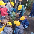 Quattro nuovi alberi piantati dai volontari di Legambiente