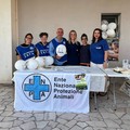 Microchip Day, 30 animali identificati gratuitamente: «Uno strumento che salva la vita»