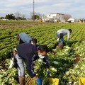 Lavoro agricolo nella Bat, un terzo degli addetti senza tutele