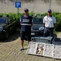 Trasportava 14 kg di pesce in cattivo stato di conservazione da Trani, merce sequestrata e possessore denunciato