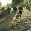 Un mestiere antico che si rinnova, i 130 anni di Frantoio Paparella