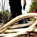Guardie Rurali di Trani sventano un furto di cavi in rame