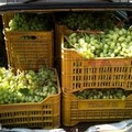 Sventato furto d'uva nella notte, 60 casse pronte per essere portate via