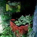Ancora un furto d’uva sventato dalla Guardie Campestri in contrada San Luca