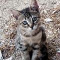 Un gattino di un mese di vita è intrappolato in un canale in via Superga