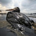 NoTriv, il tempo stringe. E l'assessore all'Ambiente?