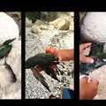 Quando la vacanza sposa la natura: turista marchigiano salva un esemplare ferito nella Baia dei Gruccioni a Trani