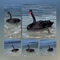 Trani | Avvistato un misterioso “Cigno Nero”: porta fortuna o annuncia l’imprevisto?
