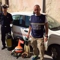 Sorpreso con 4 kg di datteri, denunciato 57enne tranese