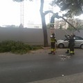 Ramo di pino si stacca dall'albero e finisce a centro strada