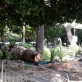Abbattute due palme in villa comunale: erano distrutte dal punteruolo