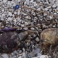 Ritrovate altre due tartarughe a Trani: erano senza vita
