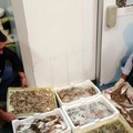 Sequestrate 8 tonnellate di prodotto ittico sulla SS16 tra Trani e Bisceglie