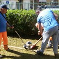 Manutenzione in città, ripulita la pinetina di via Andria