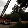 Maltempo, rami pericolosi sulla Trani-Corato: intervento dei vigili del fuoco