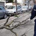 Maltempo e raffiche di vento, disagi in cittá: caduti alberi e pali