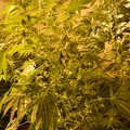 Traffico e detenzione di marijuana: pregiudicato andriese arrestato a Trani