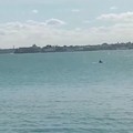 Ritornano i delfini nelle acque del porto di Trani