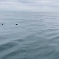 Squalo a Trani, avvistato da alcuni pescatori al largo della Spiaggia Verde