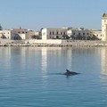 Magia di primavera nelle acque del Porto di Trani, un delfino nuota ai piedi della Cattedrale