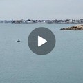 Delfino a Trani a spasso nel Porto: il video emoziona il web