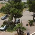 Grosso ramo di pino si spezza e finisce sulle auto parcheggiate: nessun ferito