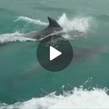 Nuovo avvistamento di delfini al largo di Trani
