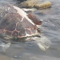 Una tartaruga caretta priva di vita ritrovata sulla spiaggia di Colonna