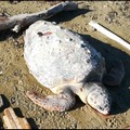 Tartaruga marina trovata morta sulla spiaggia delle Matinelle