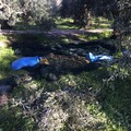 Sventato un furto di olive in zona San Giovanni dalle Guardie Rurali di Trani