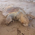 Ancora una tartaruga spiaggiata sul litorale di Trani