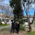 Il Gruppo Tatò Paride spa - Master Franchising Coop Alleanza 3.0 dona gli alberi di Natale alle città di Trani e Barletta