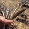 Era ora, grano in Puglia: un bando per utilizzare 100.000 ettari di terreni incolti