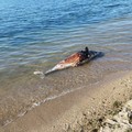 Ancora una carcassa di delfino rinvenuta dai bagnanti sulla costa tranese
